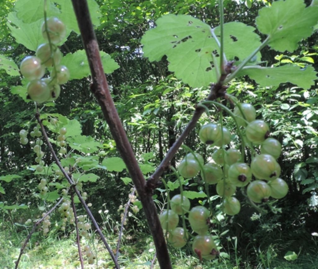 Forse uva ursina ? No, Ribes sp. (Saxifragales Grossulariaceae)